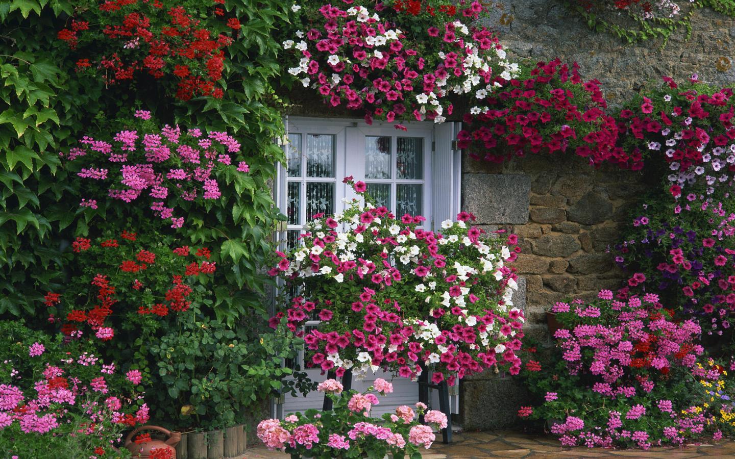 -images-about-flower-gardens-beautiful-flowers-makeovers-garden-house-a-f-c.jpg