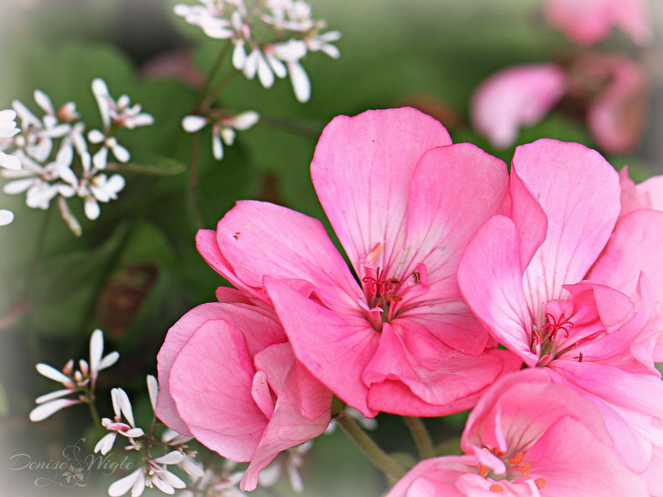 geranium pink.jpg