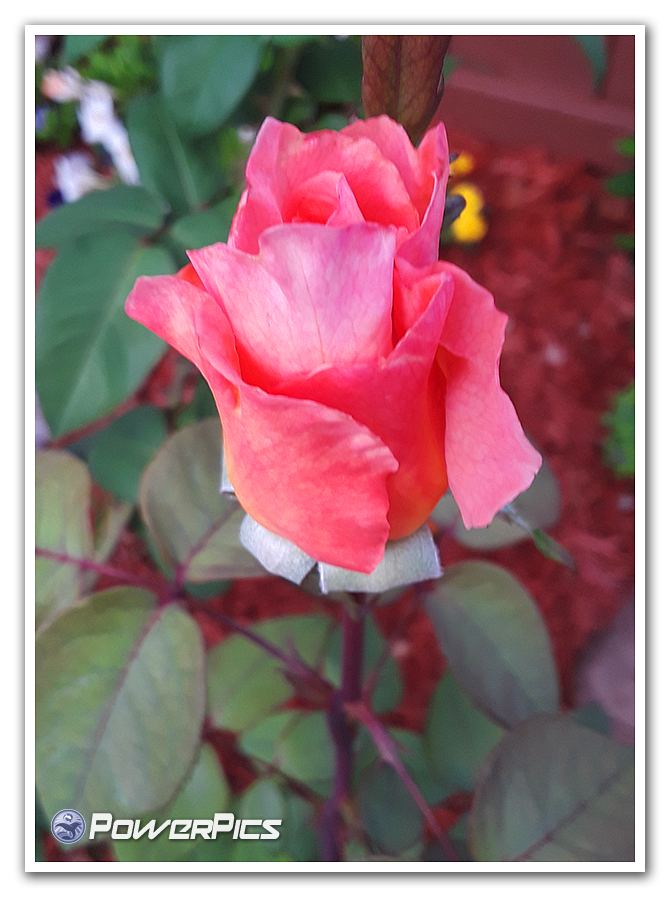 Friday-Flowers-05-PowerPics.png