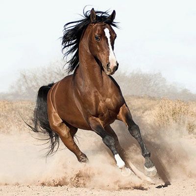 horse_1.jpg