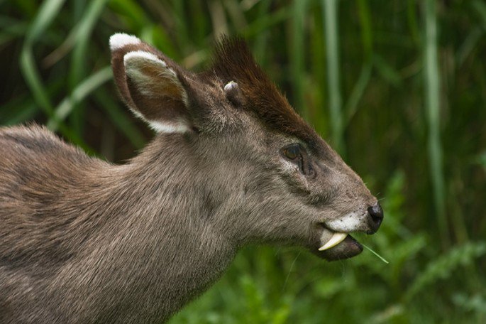 TuftedDeer_Shutterstock-685x456.jpg