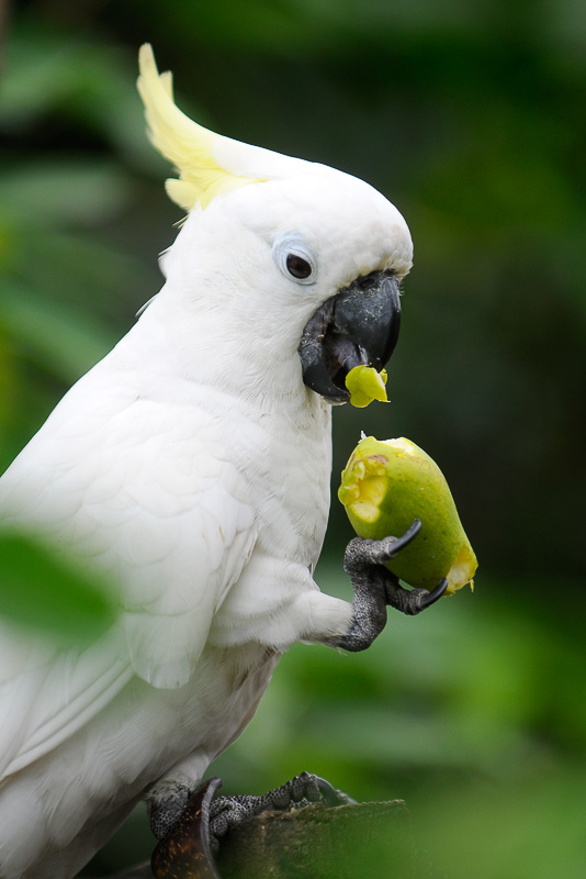  Gambar Burung Kakatua Jambul Kuning