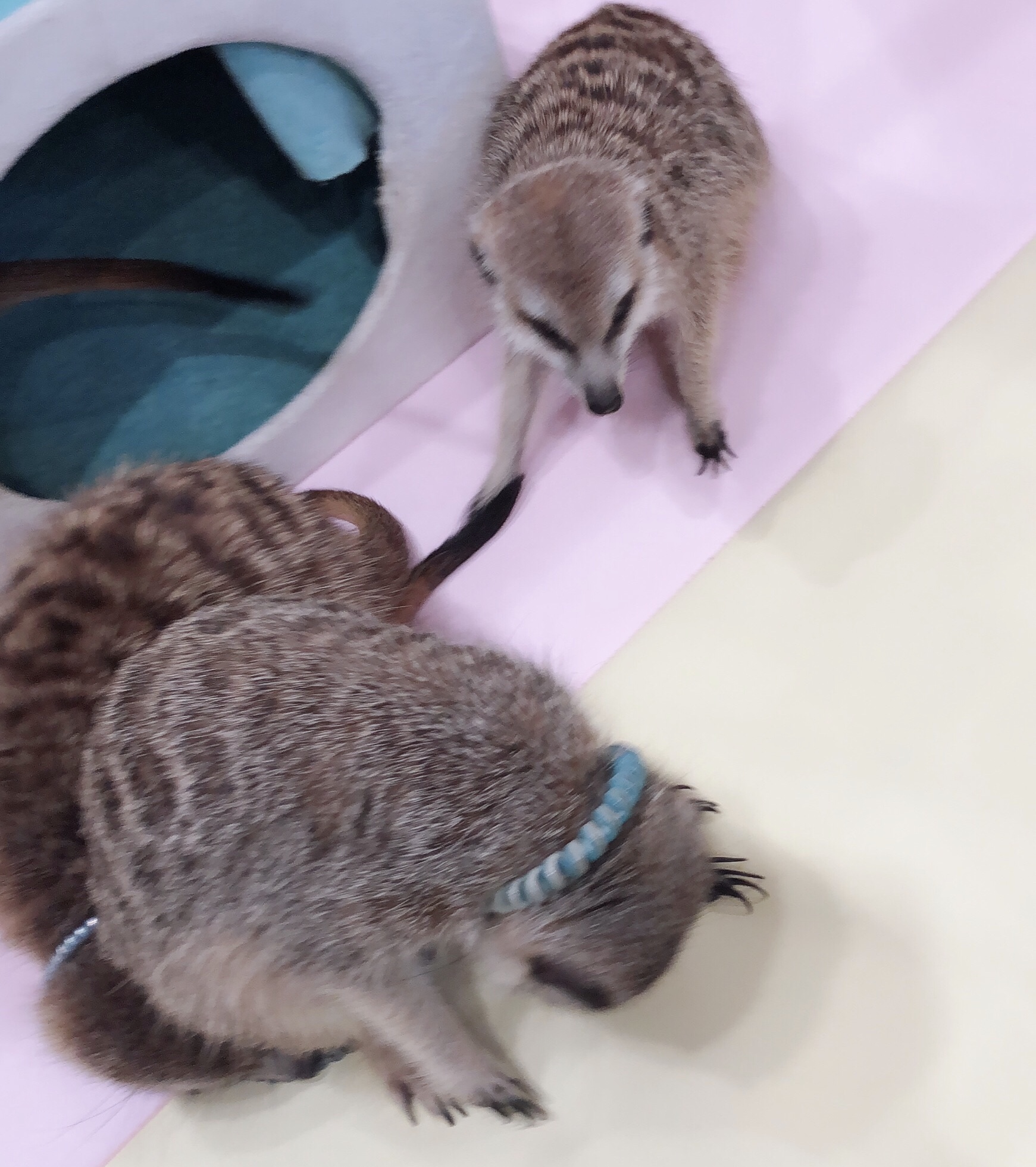 04D282ED-4CBB-425C-9C35-17B557E80CD0.jpeg