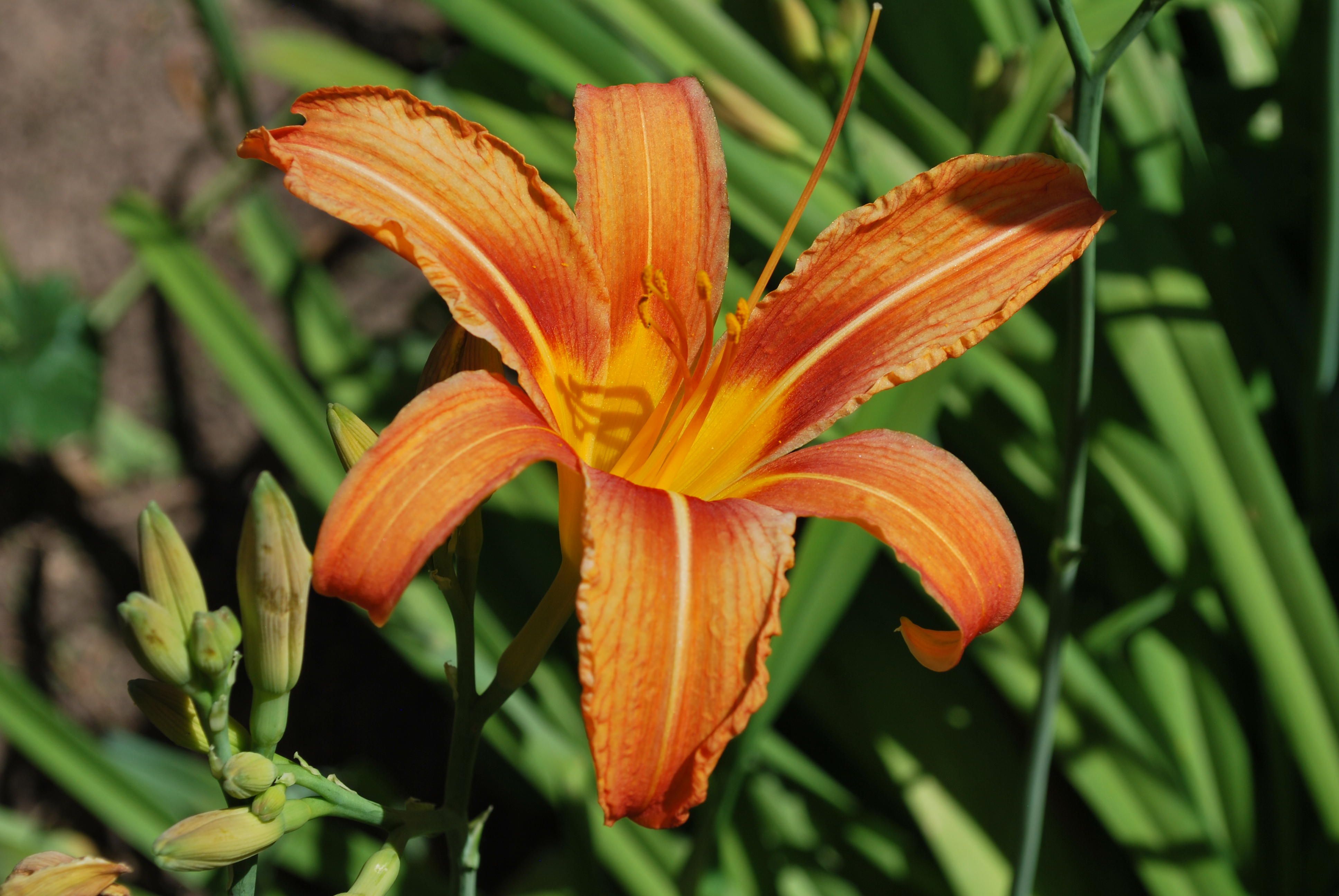 liliacae-in-orange.JPG