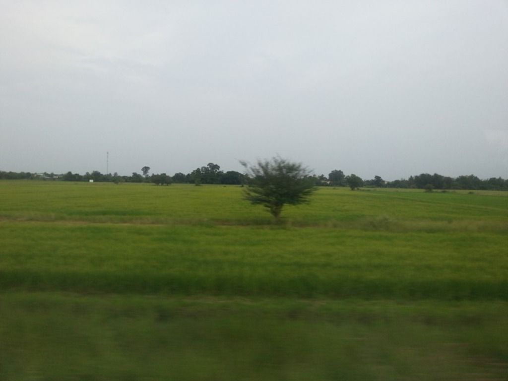 green rice field23.jpg