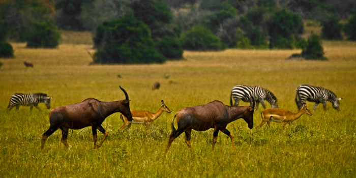 imapala-zebra-raïsa-mirza-akagera.jpg