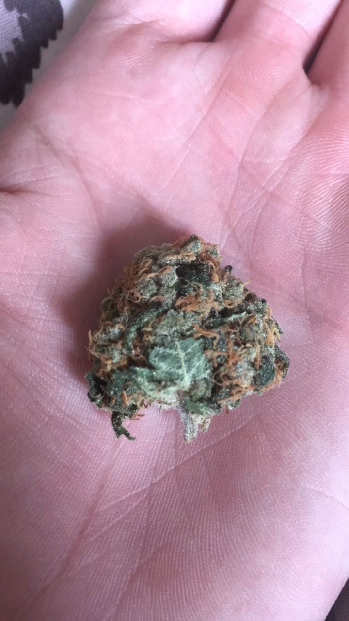 True Critical Kush/Mass — Steemit