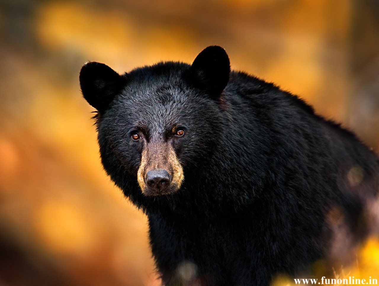 black-bear-10-free-wallpaper.jpg