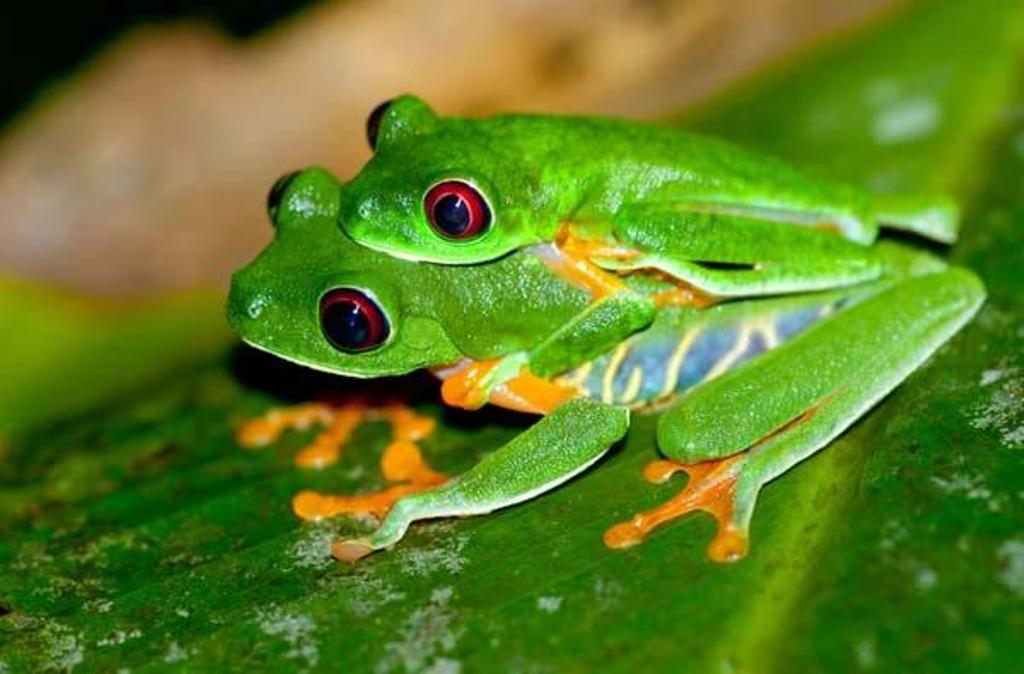 Red-eyed-Tree-Frog-Agalychnis-callidryas-mating-pair.jpg