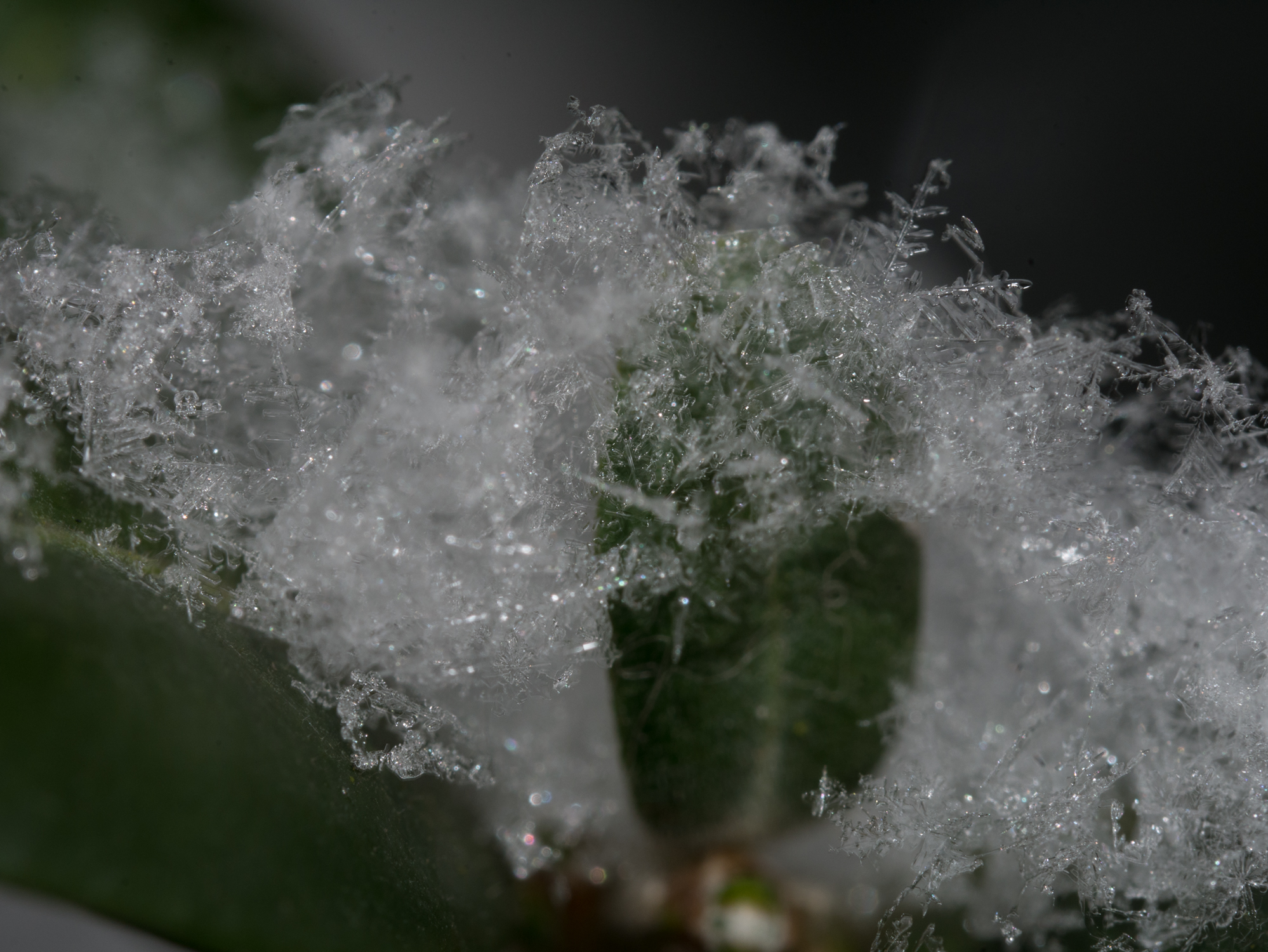 21. Februar 2018-1389.jpg