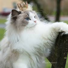 kucing 1.jpg