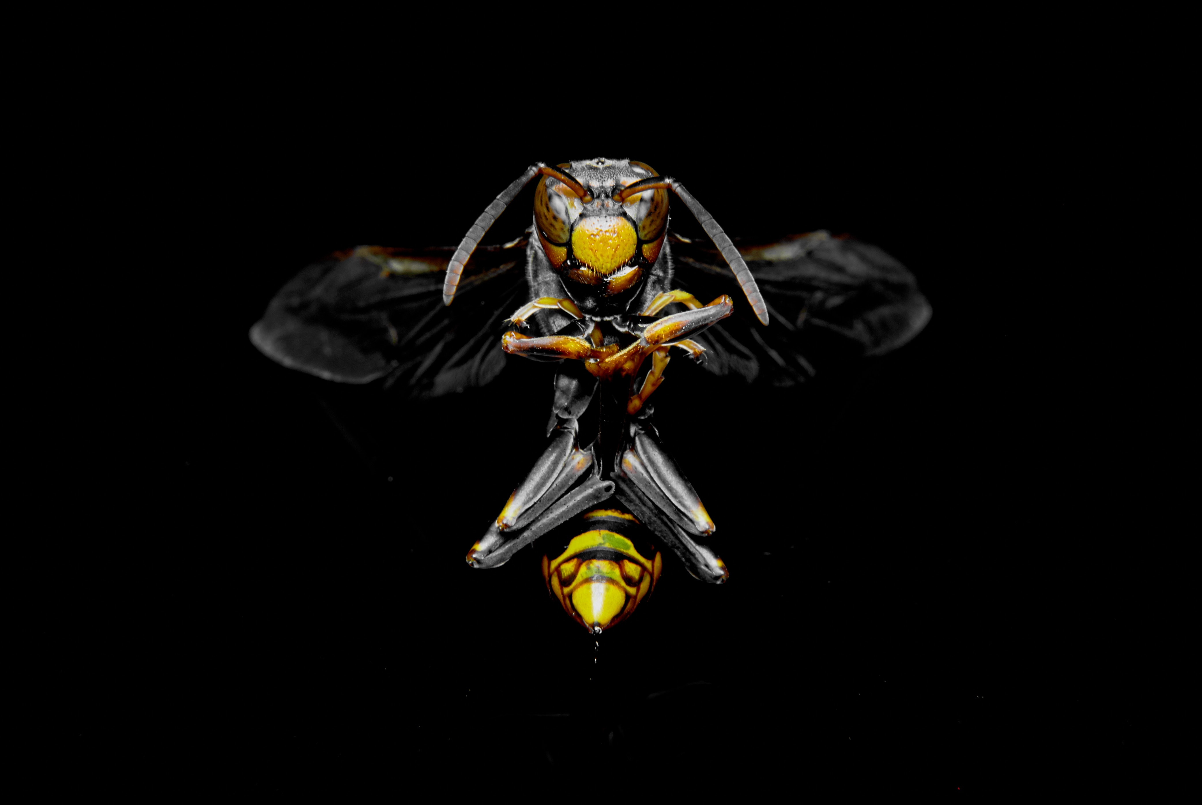 wasp.jpg