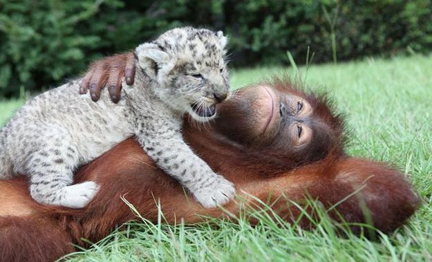 White-Tiger-Cubs-Who-Have-Found-A-Strange-Father03.jpg