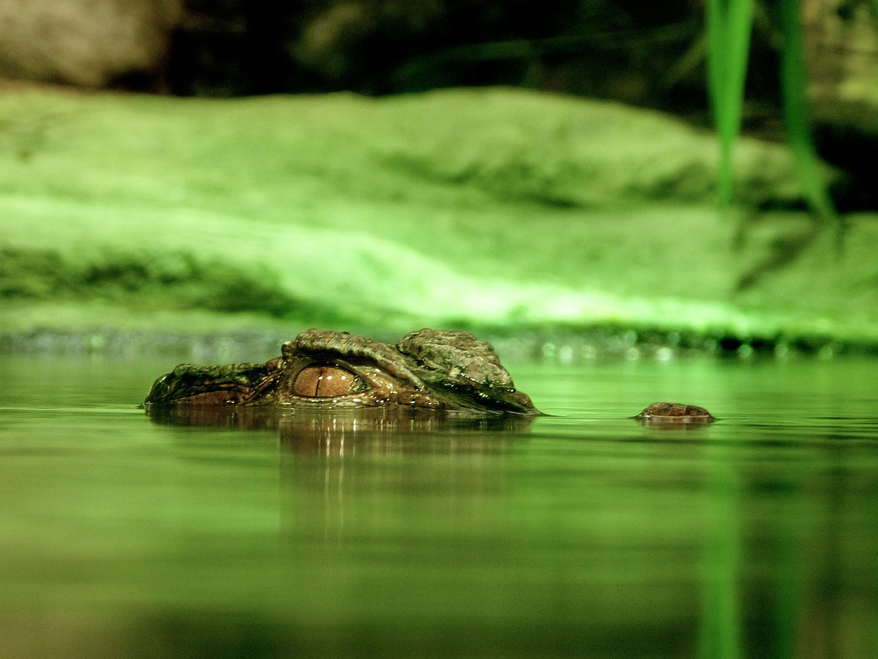 crocodile-195783_1280.jpg
