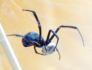 latrodectus-mactans-eating.jpg