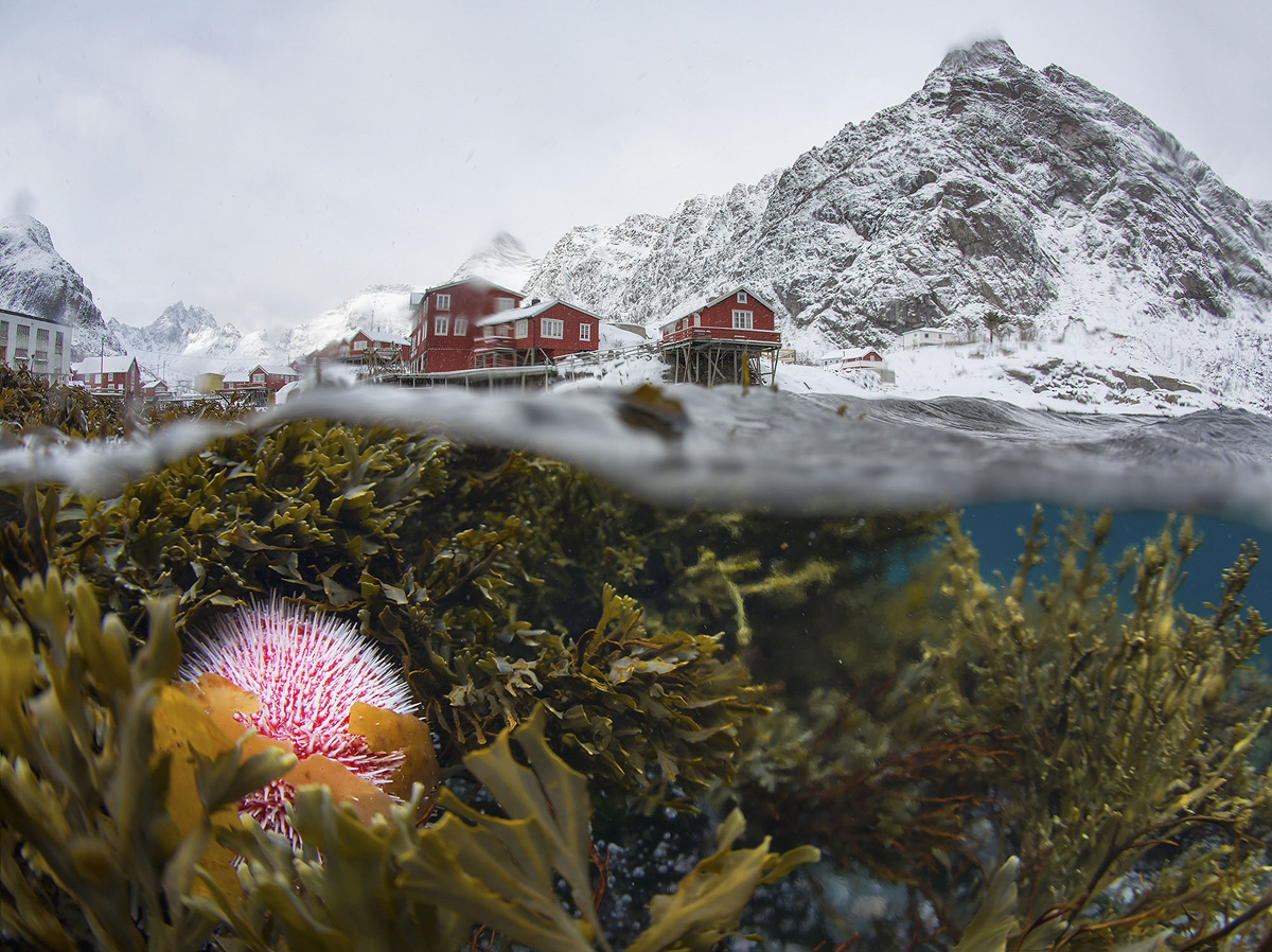 Underwater View of the Winter Lofoten.jpg