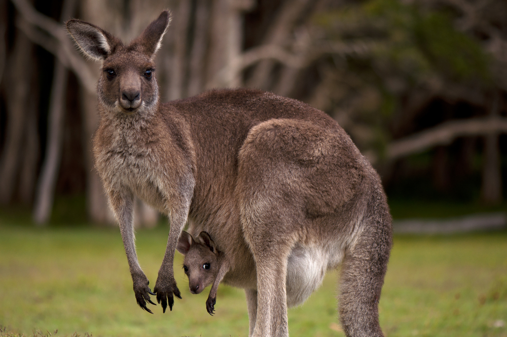 kangaroo.jpg