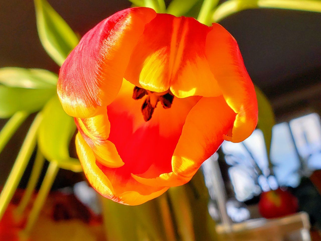tulip_colored.jpg