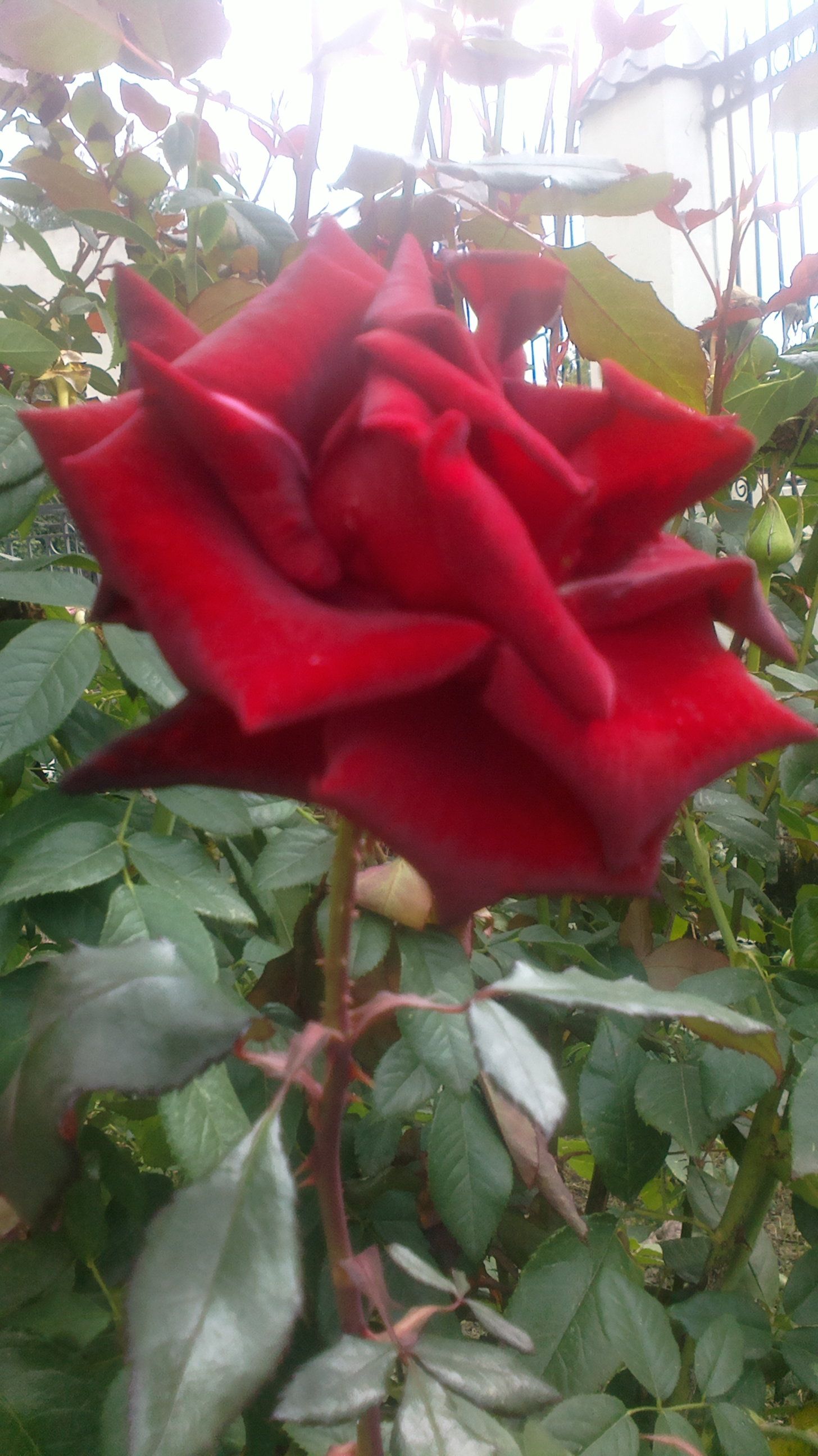 2015-10-11-0398.jpg