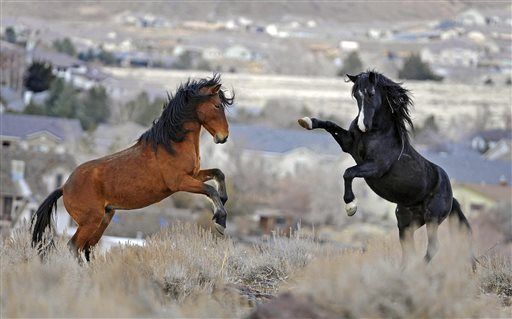 wild-horses-lawsuit-contraception-rift-eabd9aea8b3fd874.jpg