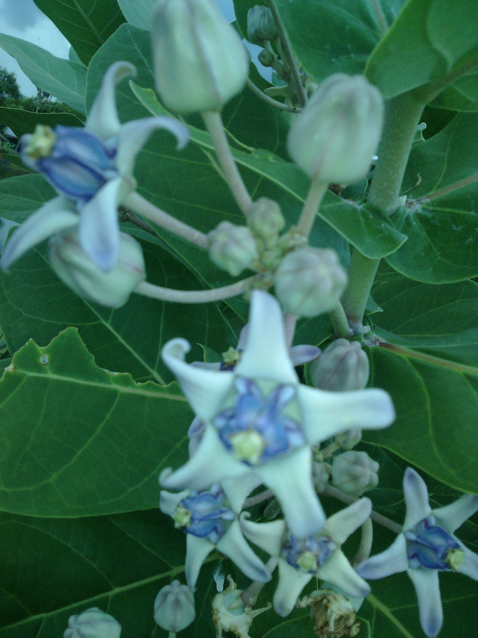 Cara Mudah Mengeluarkan Duri Dan Pecahan Kaca Yang Masuk Ke Dalam Kulit Kita Steemit