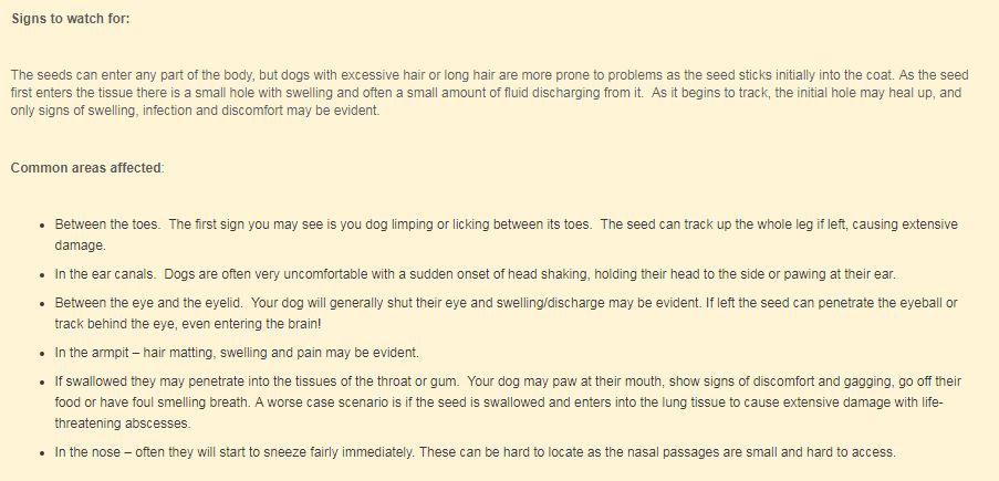 Image showcasing The dangers of Barley Grass for dogs. — Steemit