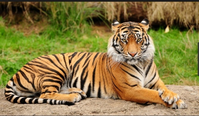 Royal Bengal Tiger.jpg