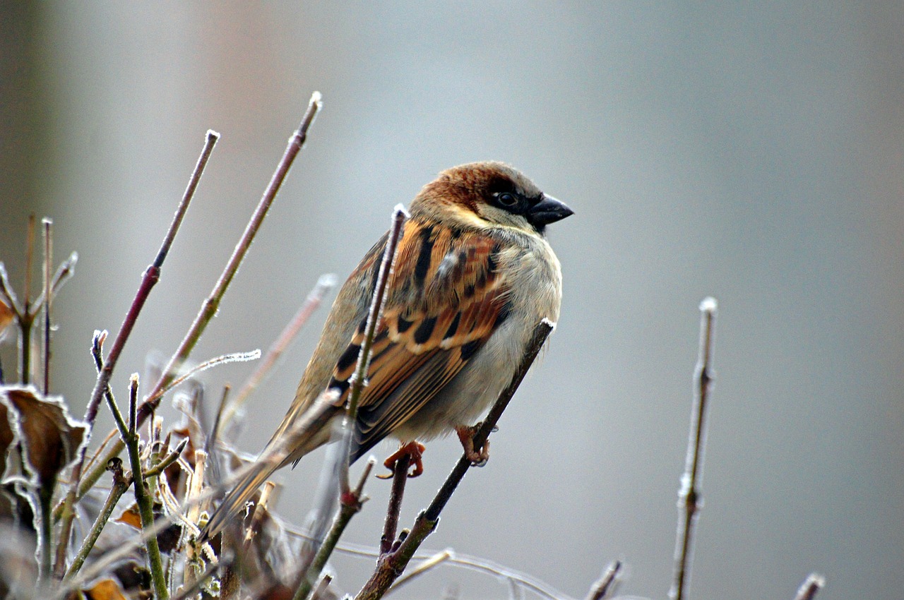 sparrow-50346_1280.jpg