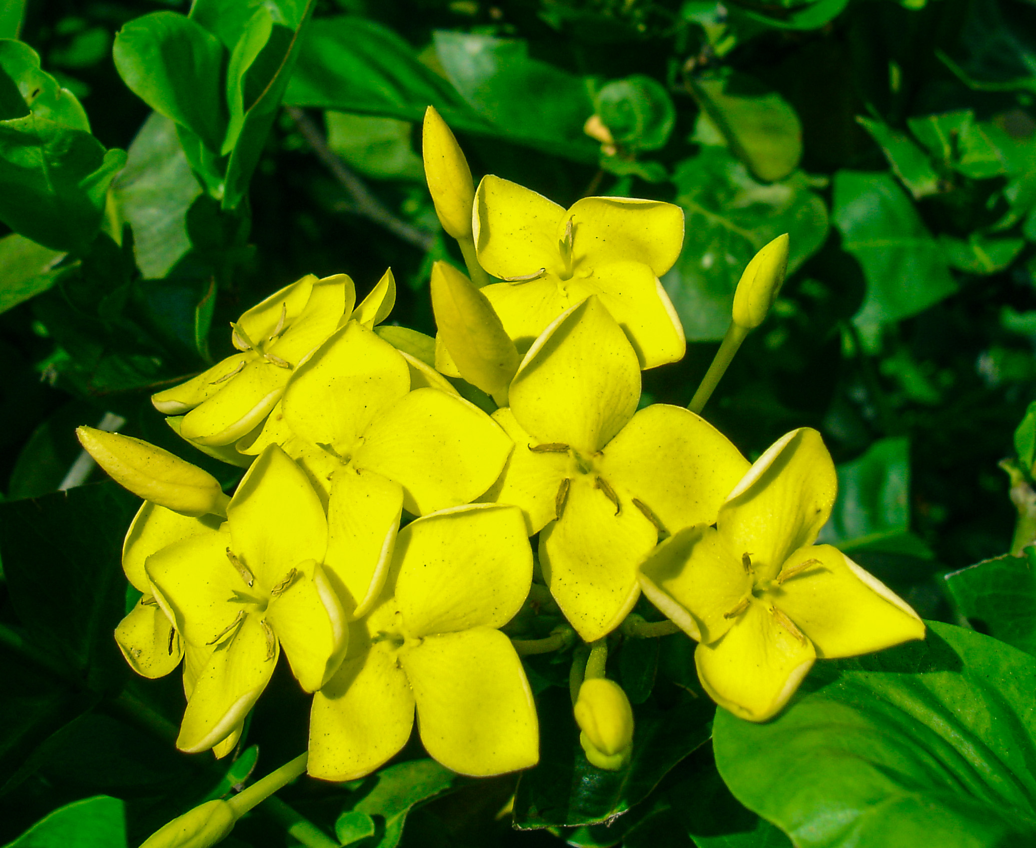 yellowbuds.JPG