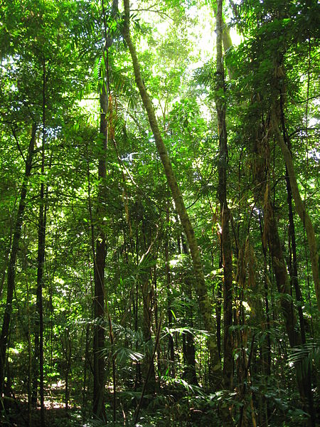 450px-Daintree_Rainforest_4.jpg