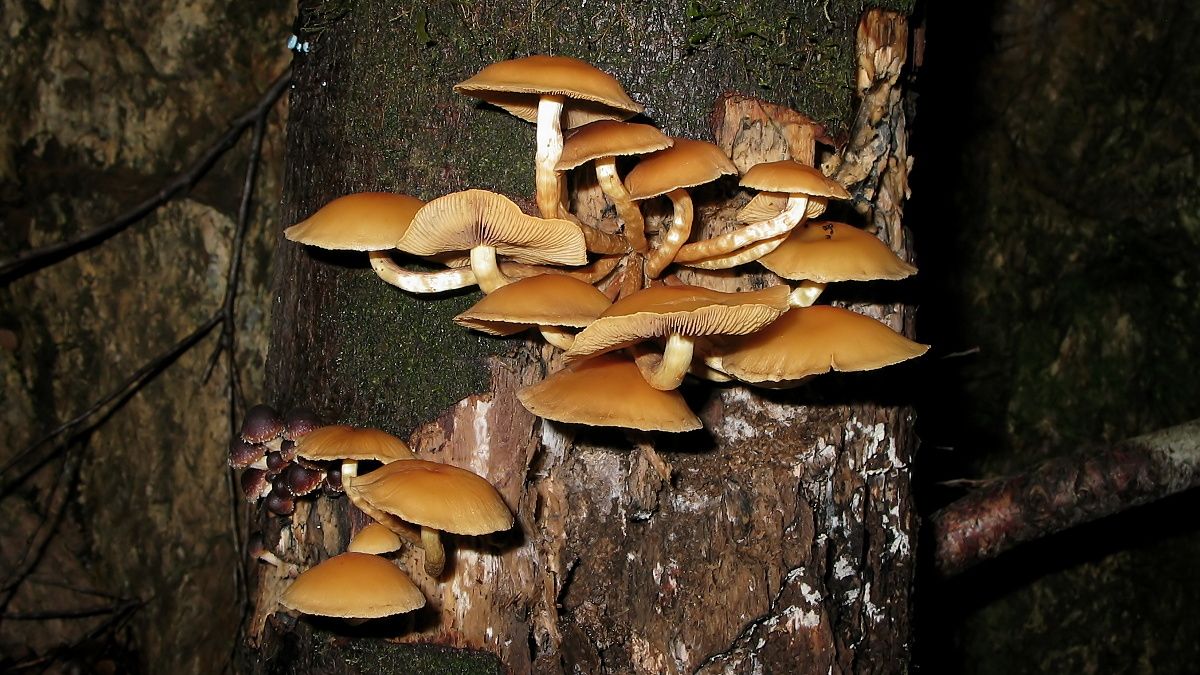 Fungi C Montezuma Falls Tas.jpg