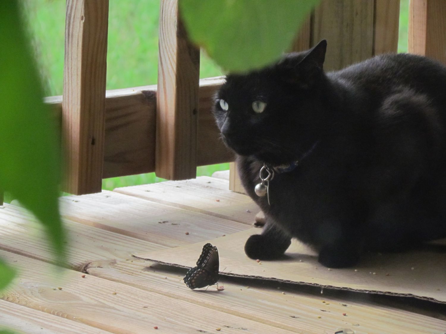 20120731 Misty morning, kitties and doves, Eastern box turtle 076.jpg