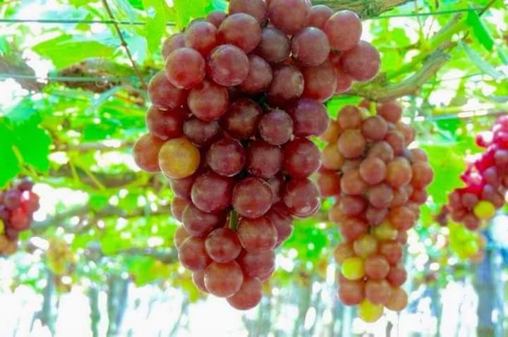 red cardinal grapes