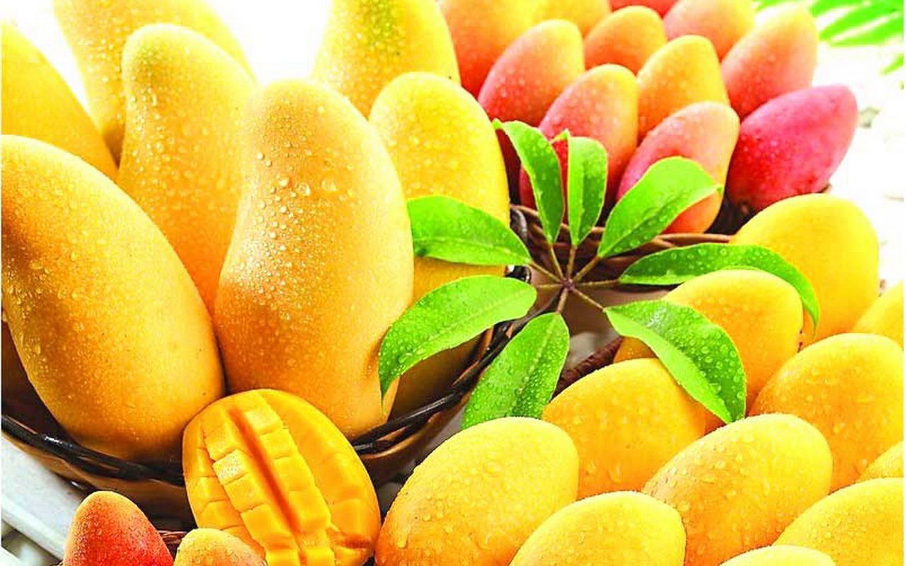 mango-fruit-hd-wallpaper-0010.jpg