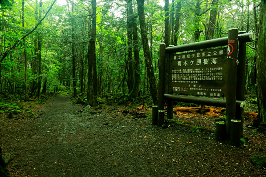 aokigahara-bosque-de-los-suicidas2.jpg