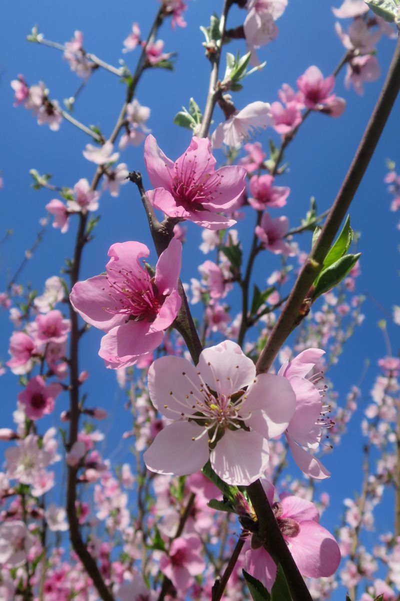 spring flowers.jpg