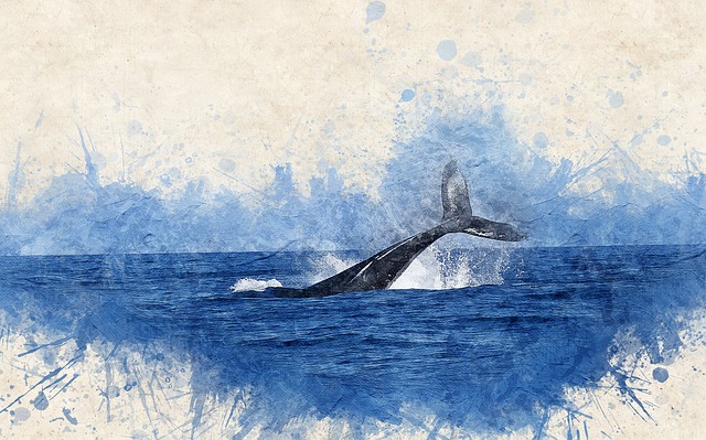 whale-2998812_640.jpg