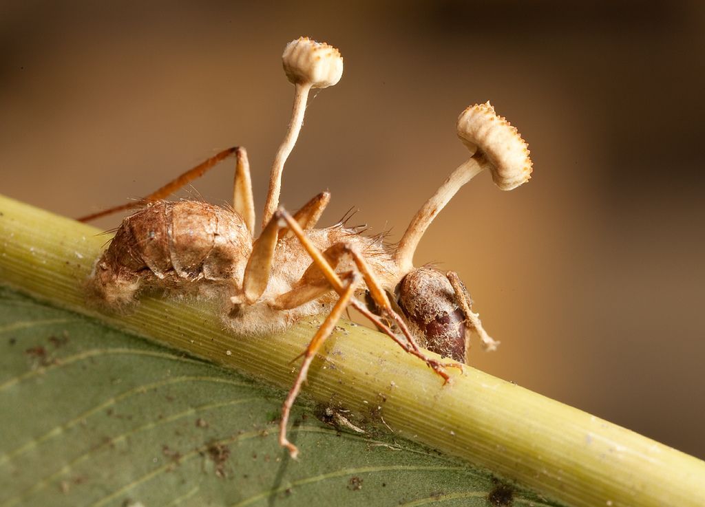 cordyceps-lloydii.jpg