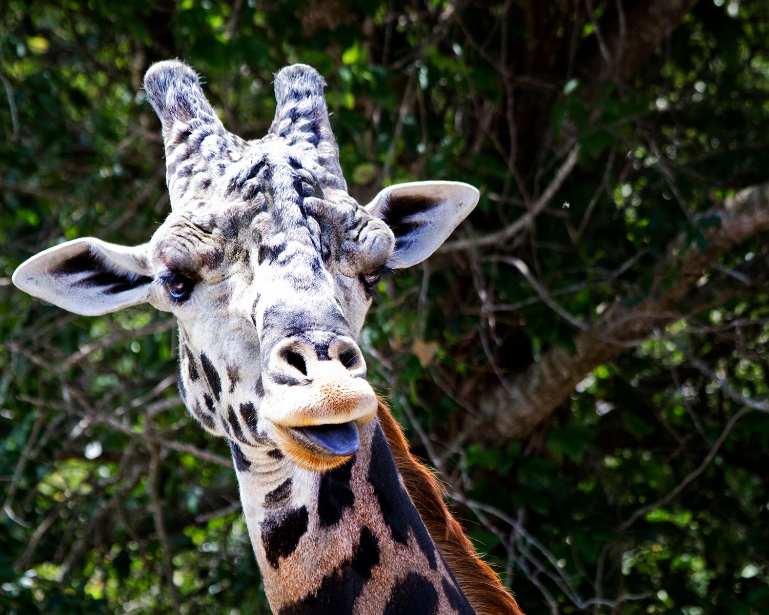 giraffeTongue.jpg