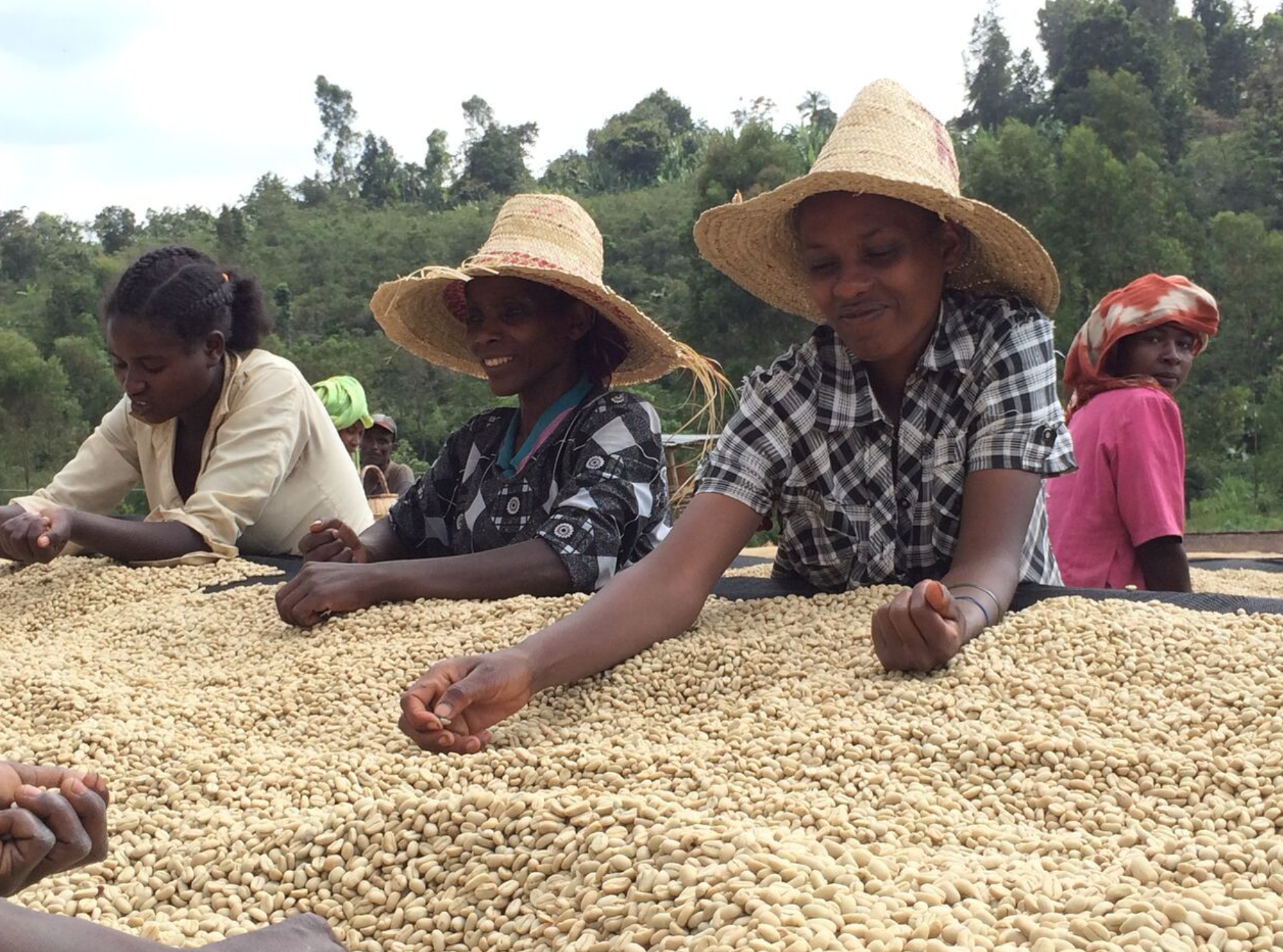 EthiopiaRockoMountainPicking.png