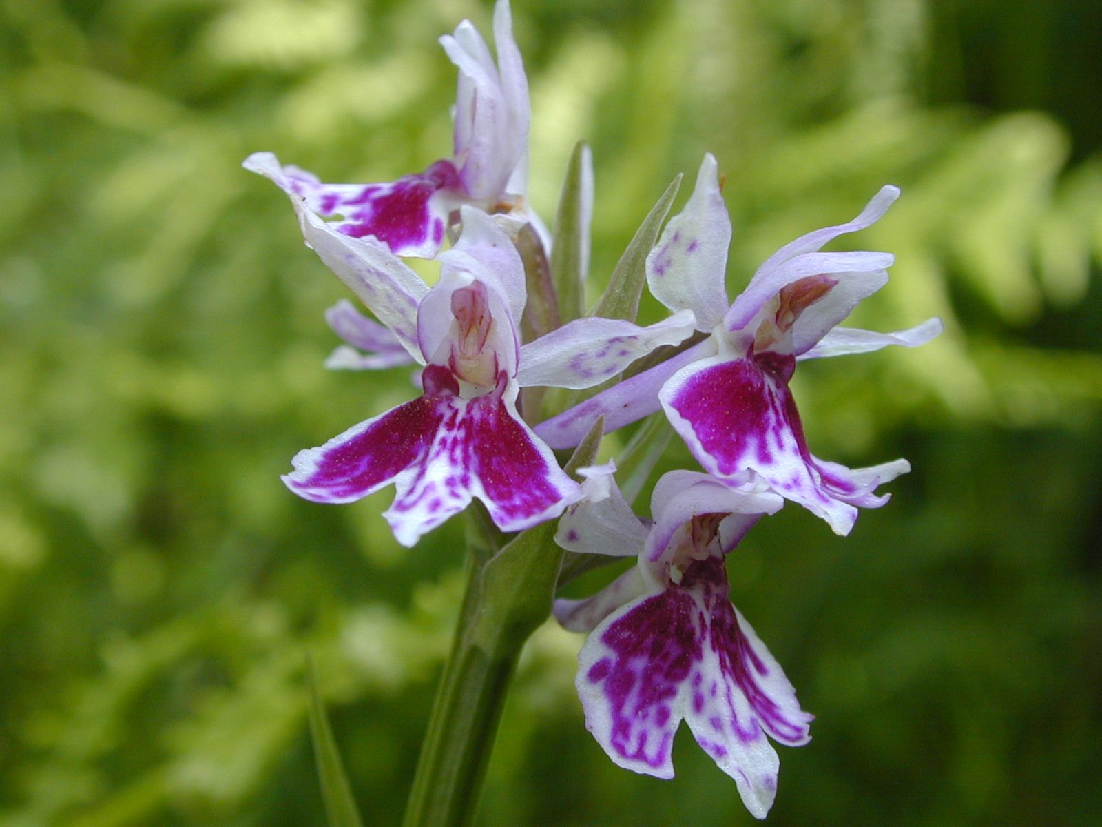 Common Spotted Orchid Dark 2.jpg