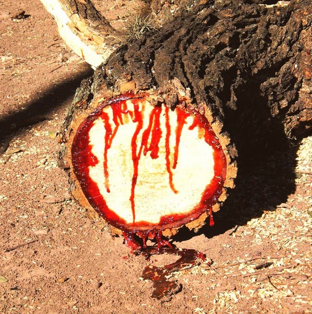 bloodwood-tree-4[12].jpg