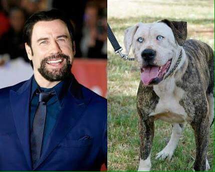 perros que se parecen a sus dueños - John Travolta.jpg