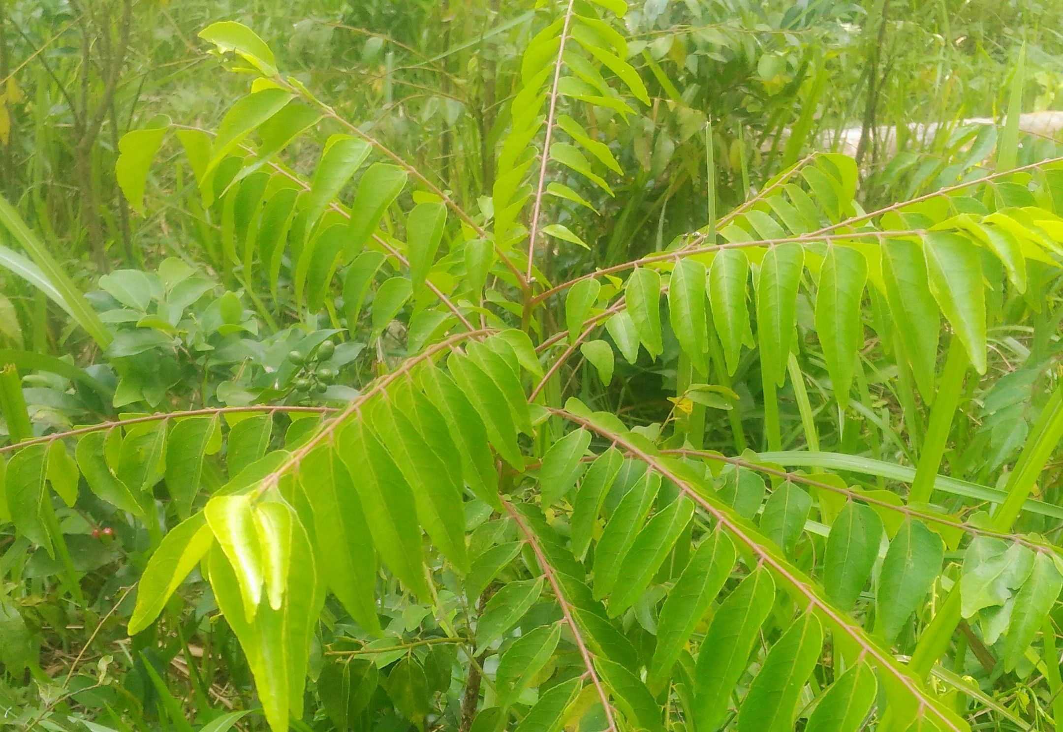 9000 Gambar  Daun  Hutan Terbaru Gambar  ID