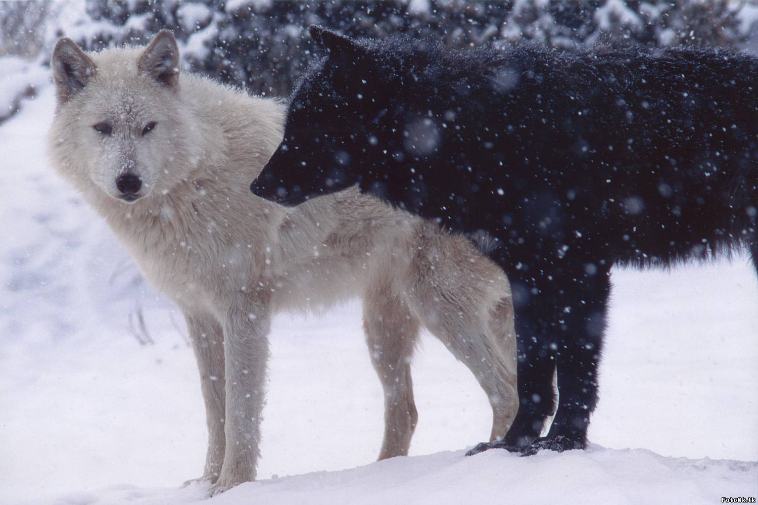 white-wolf-and-black-wolf.jpg