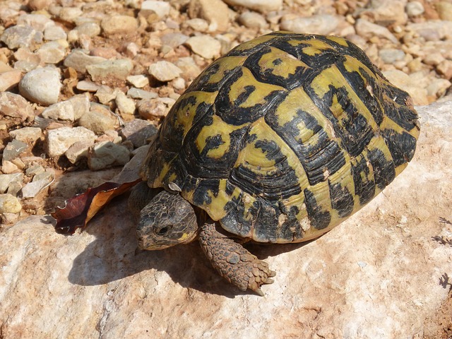 mediterranean-tortoise-1693859_640.jpg