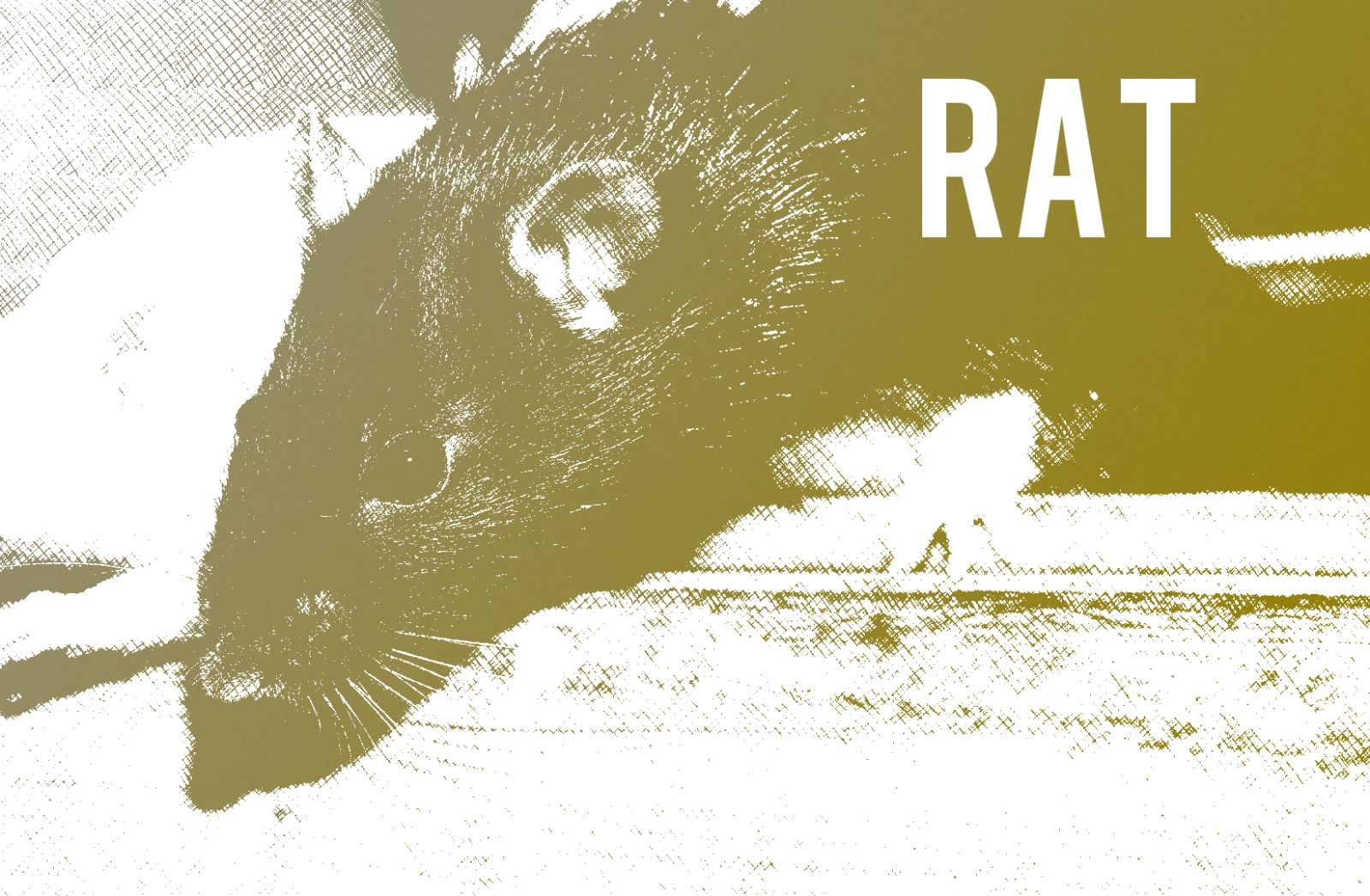 rat-2103087_1920.jpg