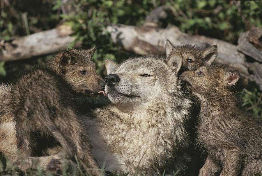 captive-wolf-playing-with-pups-in-front-norbert-rosing.jpg