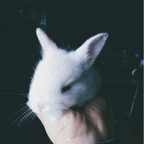 rabbit.PNG