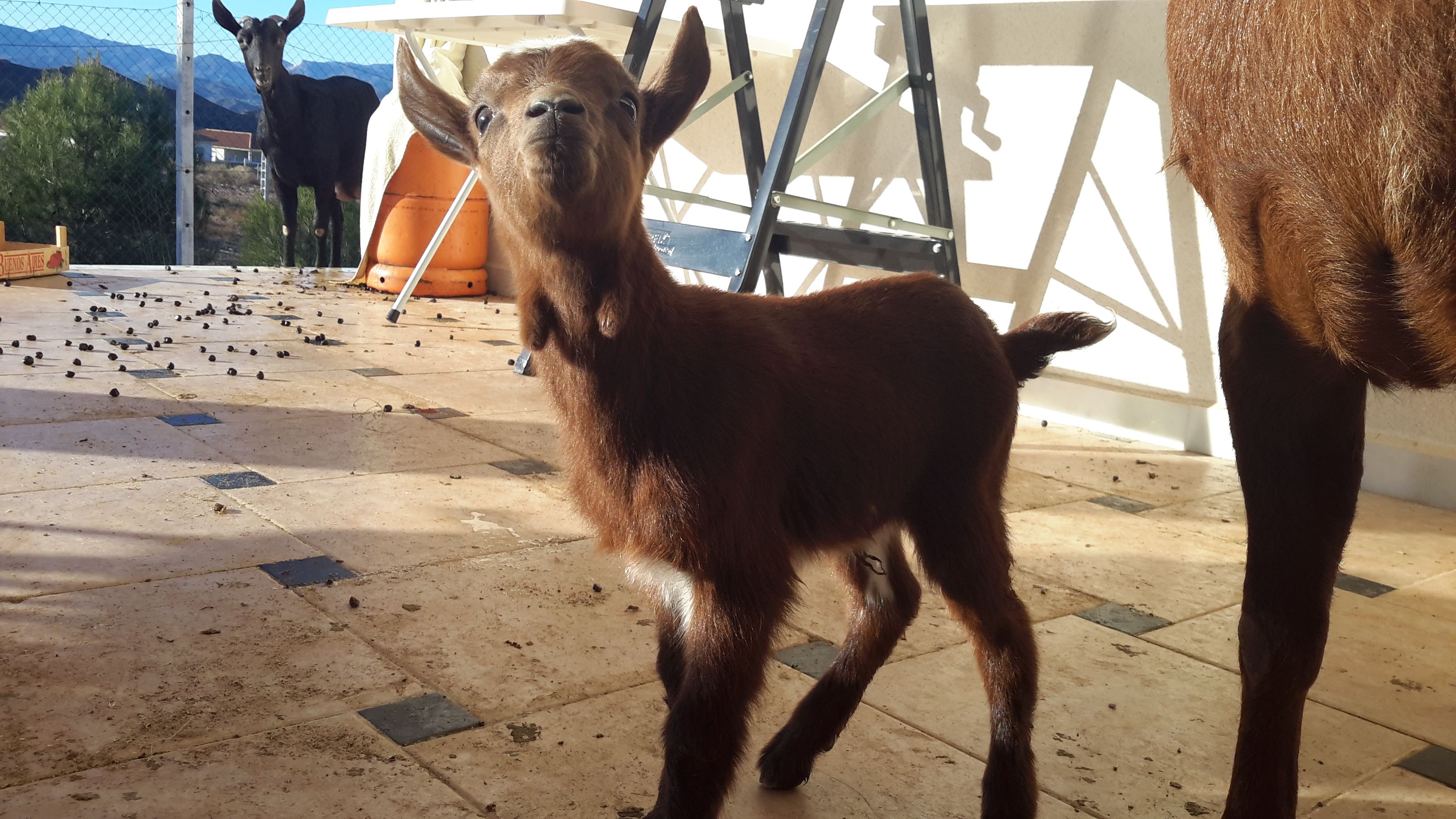 baby goat 1st.jpg